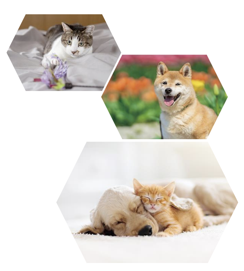 猫と犬の画像