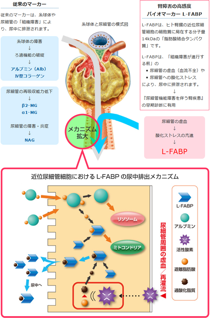 糸球体と尿細管の模式図